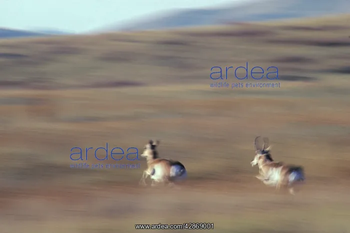 : Pronghorn Antelope - running : Pronghorn Antelope - running