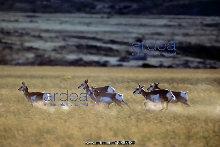 : Pronghorn Antelope - running in grassland : Pronghorn Antelope - running in grassland