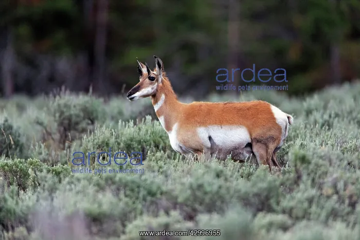 : Pronghorn Antelope - amongst sagebrush Grand Teton : Pronghorn Antelope - amongst sagebrush Grand Teton