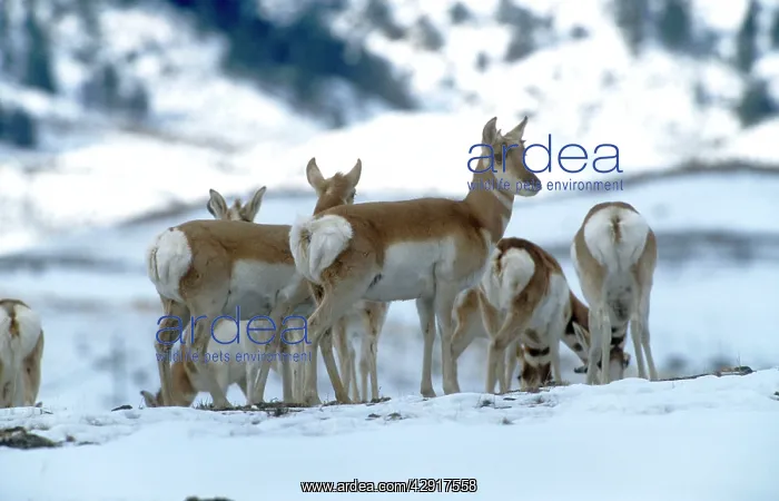 : Pronghorn Antelope - in snow : Pronghorn Antelope - in snow