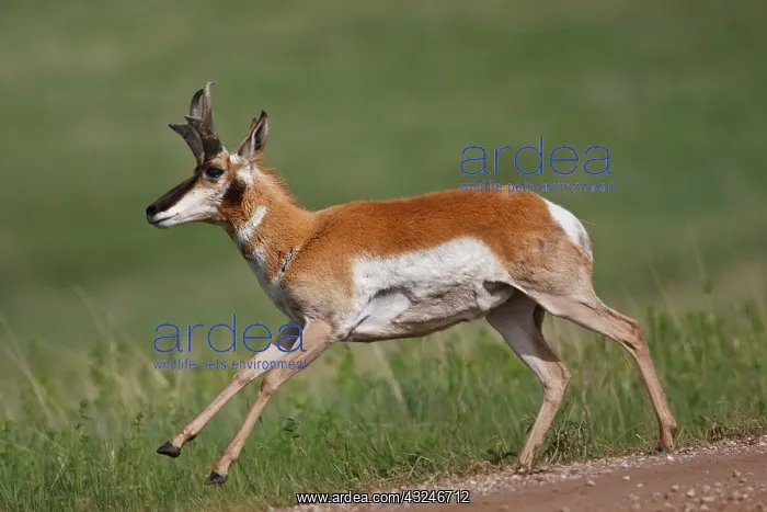 : Pronghorn (Antilocapra americana) male running : Pronghorn (Antilocapra americana) male running