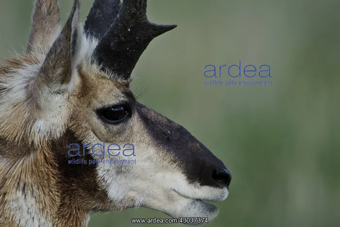 : Pronghorn buck close up - Close up on face of Pronghorn : Pronghorn buck close up - Close up on face of Pronghorn