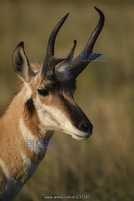  : Pronghorn buck close up - Close up on face of Pronghorn