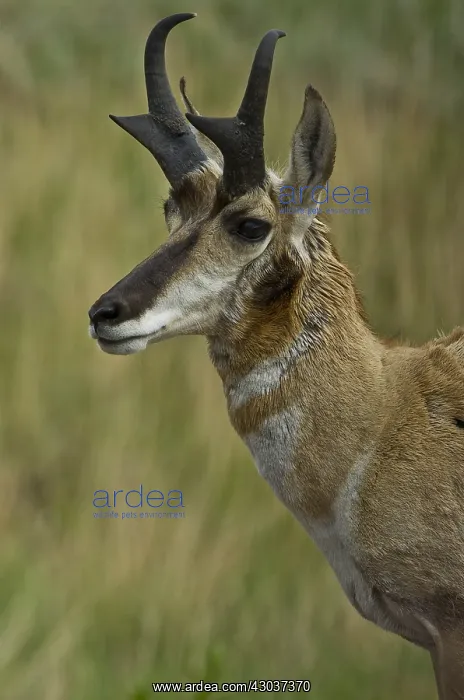: Pronghorn buck close up - Close up of Pronghorn : Pronghorn buck close up - Close up of Pronghorn
