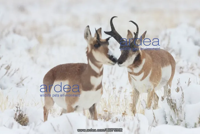 : Pronghorn buck courting doe during autumn storm : Pronghorn buck courting doe during autumn storm