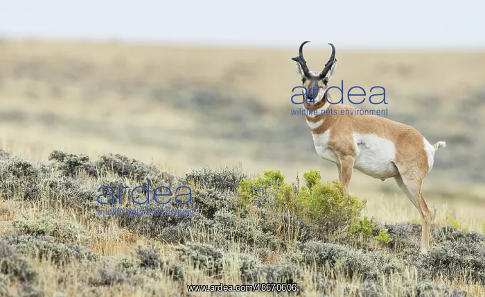 : Pronghorn buck courting a pair of unseen young doe's in : Pronghorn buck courting a pair of unseen young doe's in