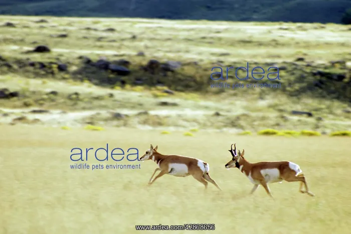 : Pronghorn - buck and doe. Buck is chasing doe who : Pronghorn - buck and doe. Buck is chasing doe who