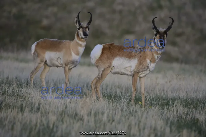 : Pronghorn buck pair - Pair of Pronghorn bucks standing : Pronghorn buck pair - Pair of Pronghorn bucks standing