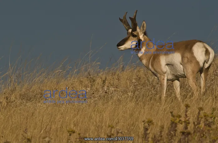 : Pronghorn buck - Pronghorn buck standing on top : Pronghorn buck - Pronghorn buck standing on top