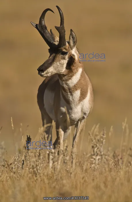 : Pronghorn buck - Pronghorn buck starring alert at : Pronghorn buck - Pronghorn buck starring alert at