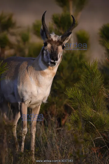 : Pronghorn buck stare close up - Close up of Pronghorn : Pronghorn buck stare close up - Close up of Pronghorn