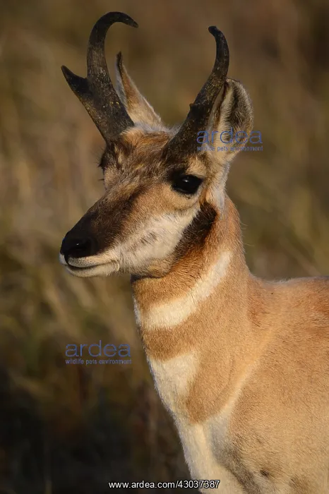: Pronghorn buck stare close up - Close up of Pronghorn : Pronghorn buck stare close up - Close up of Pronghorn