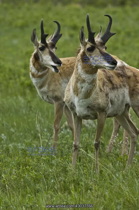 : Pronghorn bucks calling - Pronghorn buck calling : Pronghorn bucks calling - Pronghorn buck calling
