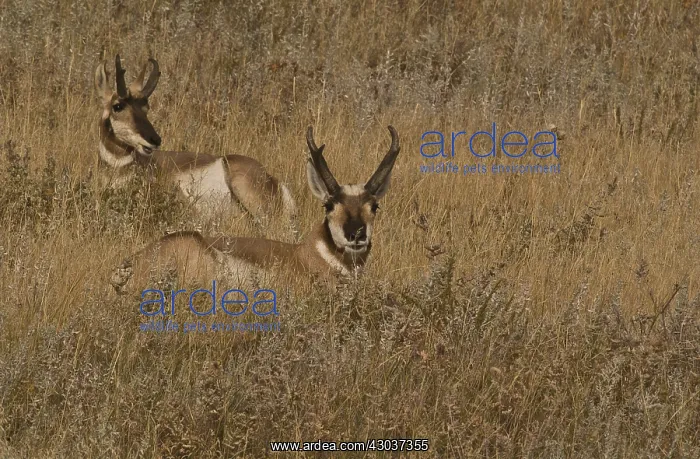 : Pronghorn bucks - Pronghorn bucks watching the distance : Pronghorn bucks - Pronghorn bucks watching the distance