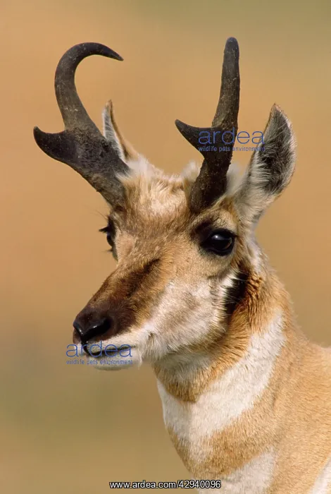 : PRONGHORN - close-up of head : PRONGHORN - close-up of head