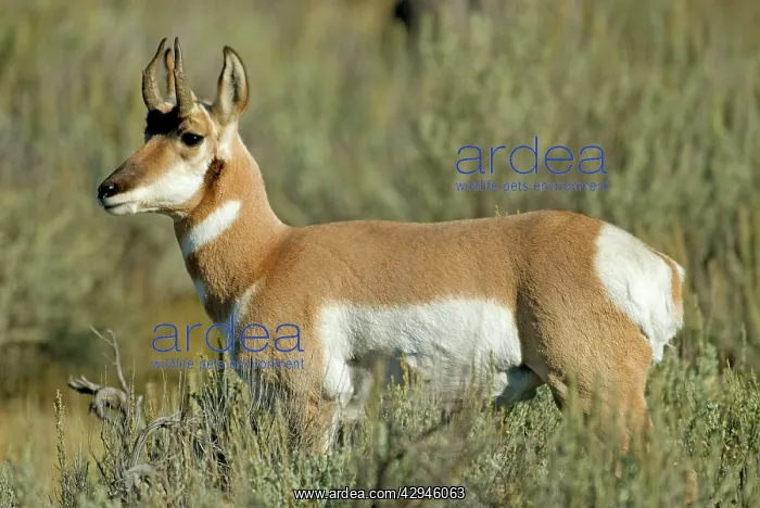 : Pronghorn - Close up side view looking left : Pronghorn - Close up side view looking left