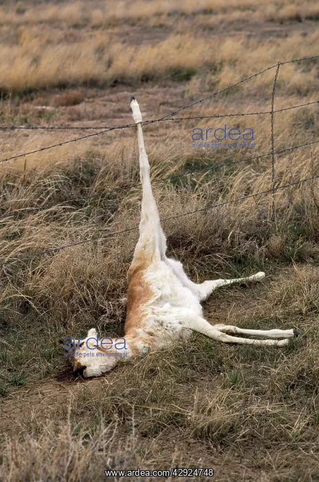 : Pronghorn - death due to hind leg trapped in barbed : Pronghorn - death due to hind leg trapped in barbed