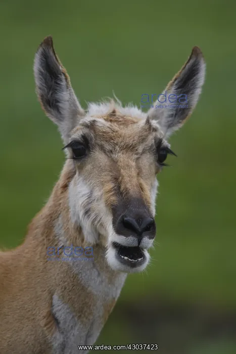 : Pronghorn doe close up - Close up on face of Pronghorn : Pronghorn doe close up - Close up on face of Pronghorn