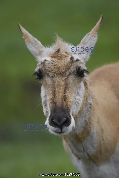 : Pronghorn doe close up - Close up on face of Pronghorn : Pronghorn doe close up - Close up on face of Pronghorn