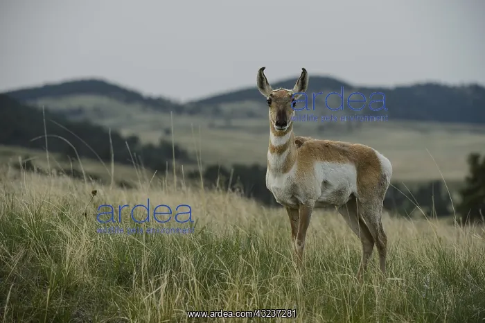  : Pronghorn female - Pronghorn female standing starring