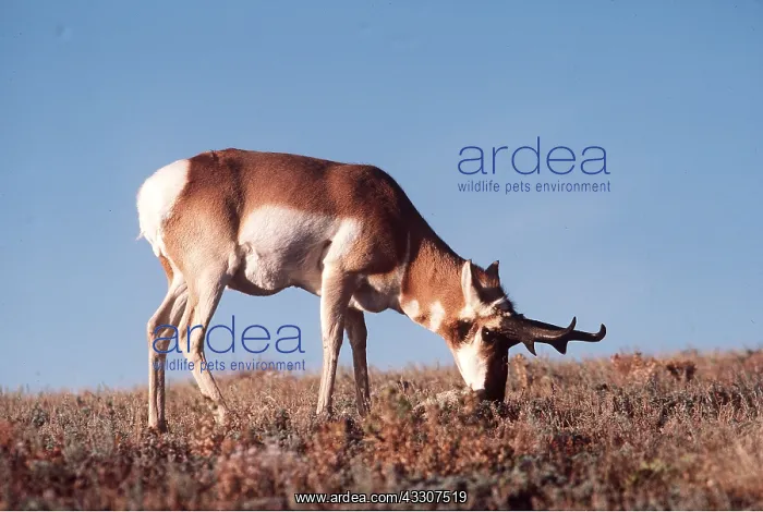 : PRONGHORN - grazing : PRONGHORN - grazing