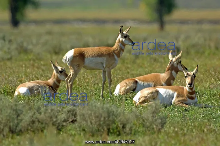 : Pronghorn - Group resting : Pronghorn - Group resting