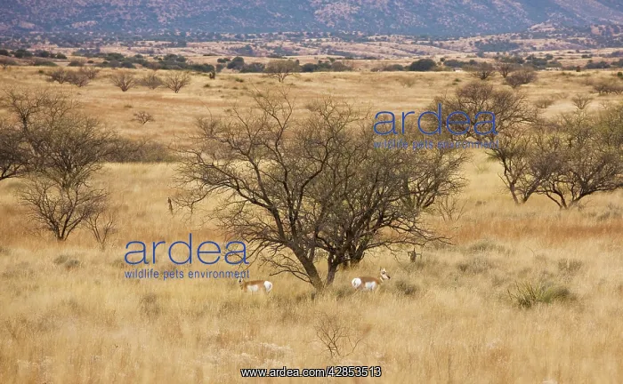 : Pronghorn Herd / Antelope / Prong Buck - in the : Pronghorn Herd / Antelope / Prong Buck - in the