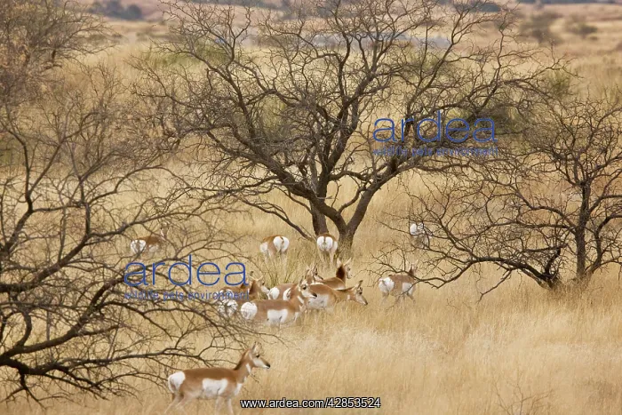 : Pronghorn Herd / Antelope / Prong Buck - in the : Pronghorn Herd / Antelope / Prong Buck - in the