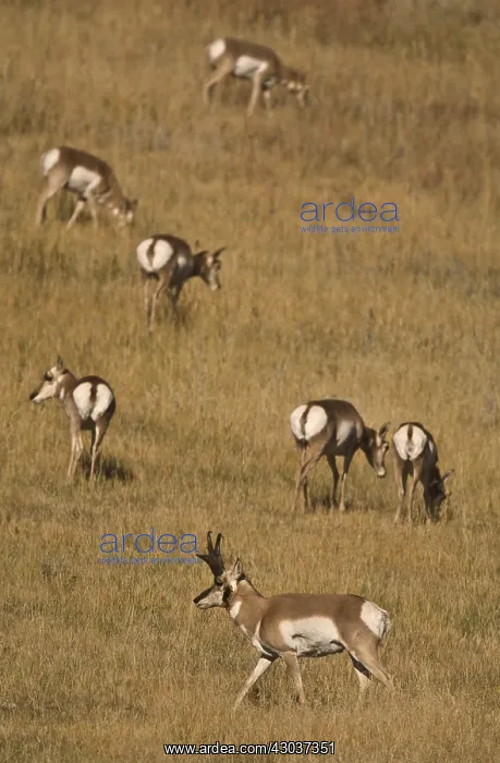 : Pronghorn herd on a hillside - Herd of Pronghorn : Pronghorn herd on a hillside - Herd of Pronghorn