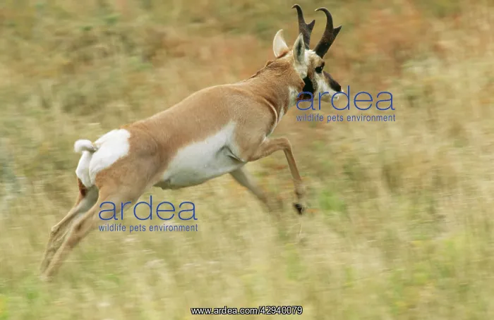 : PRONGHORN - LEAPING IN GRASS : PRONGHORN - LEAPING IN GRASS