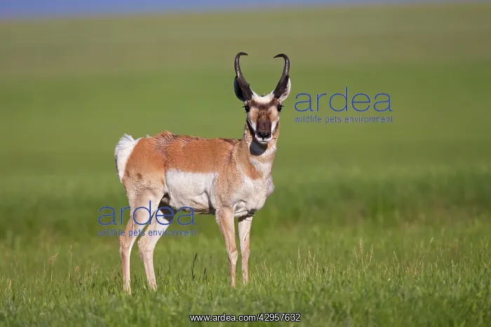  : Pronghorn - male  /  buck