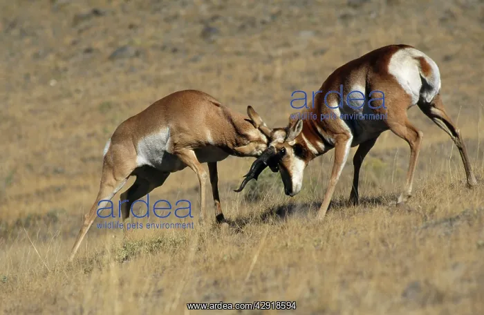 : Pronghorn - male fighting : Pronghorn - male fighting