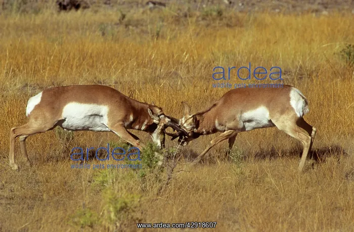: Pronghorn - males fighting : Pronghorn - males fighting