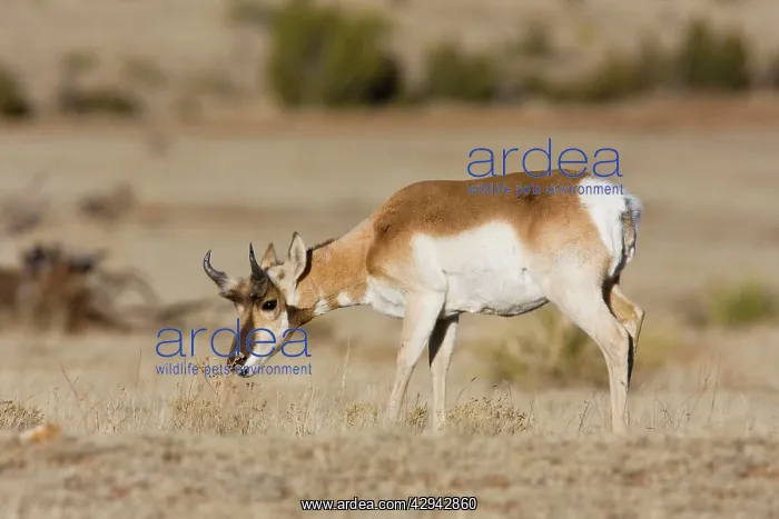 : Pronghorn - on plains in New Mexico : Pronghorn - on plains in New Mexico