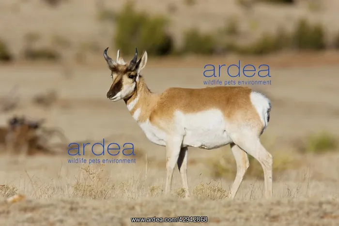 : Pronghorn - on plains in New Mexico : Pronghorn - on plains in New Mexico