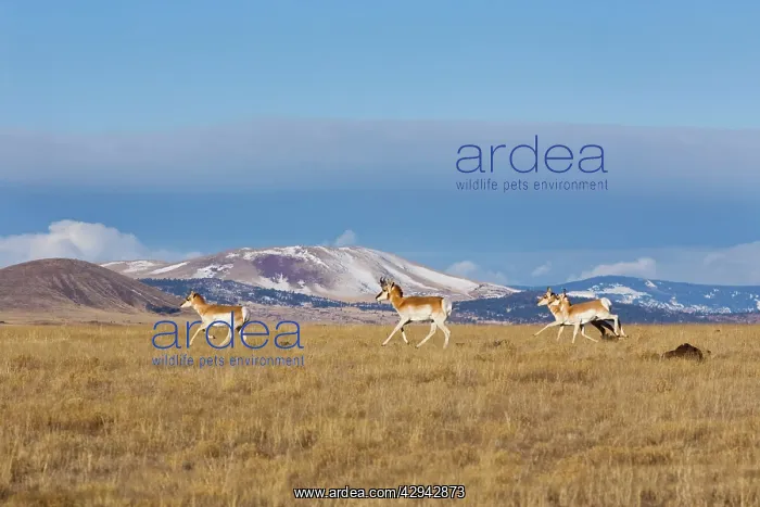 : Pronghorn - on plains in New Mexico : Pronghorn - on plains in New Mexico