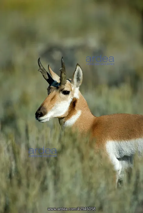: Pronghorn - Portrait, close up of head : Pronghorn - Portrait, close up of head