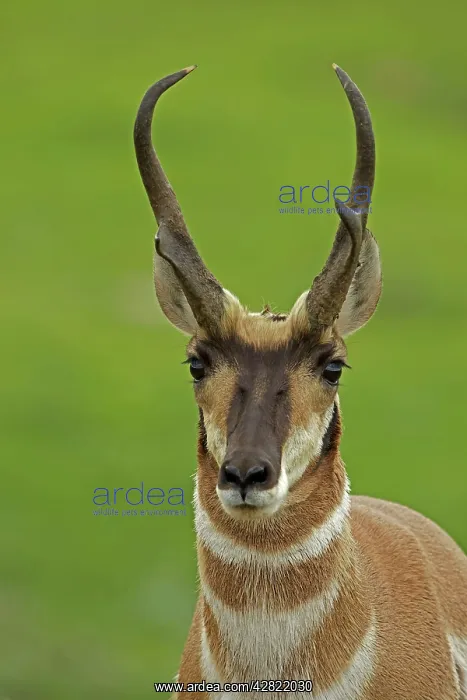 : Pronghorn / Prong Buck / Pronghorn Antelope : Pronghorn / Prong Buck / Pronghorn Antelope