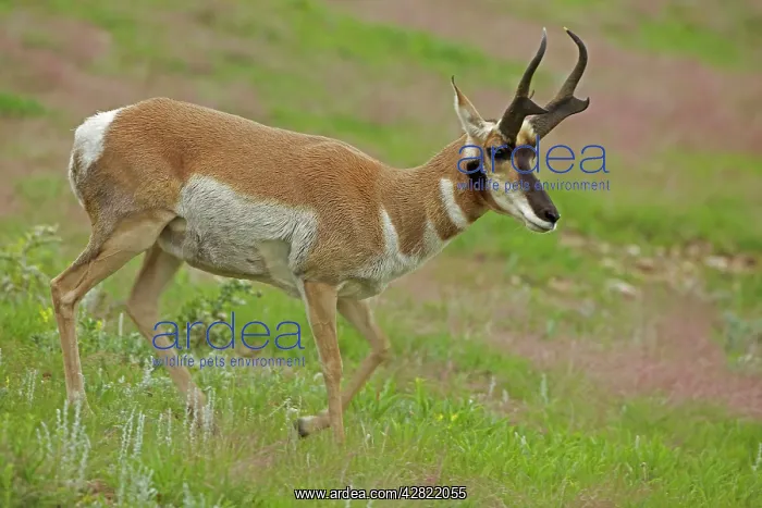 : Pronghorn / Prong Buck / Pronghorn Antelope : Pronghorn / Prong Buck / Pronghorn Antelope