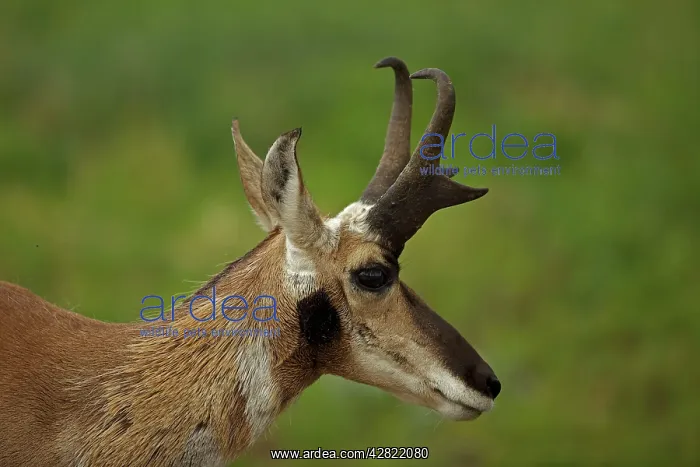  : Pronghorn  /  Prong Buck  /  Pronghorn Antelope