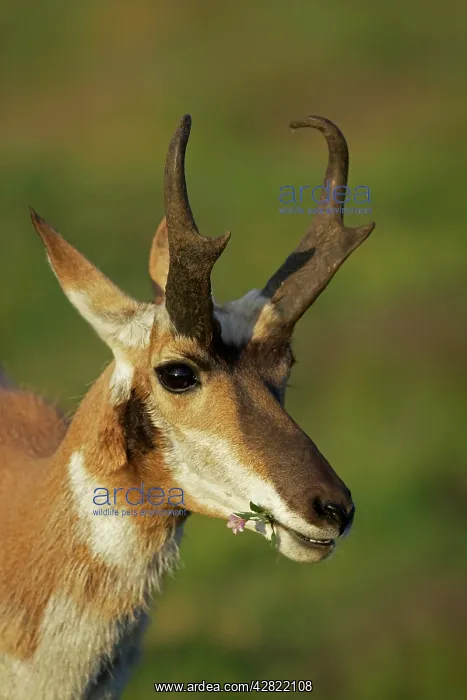: Pronghorn / Prong Buck / Pronghorn Antelope : Pronghorn / Prong Buck / Pronghorn Antelope