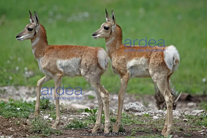 : Pronghorn / Prong Buck / Pronghorn Antelope - young : Pronghorn / Prong Buck / Pronghorn Antelope - young