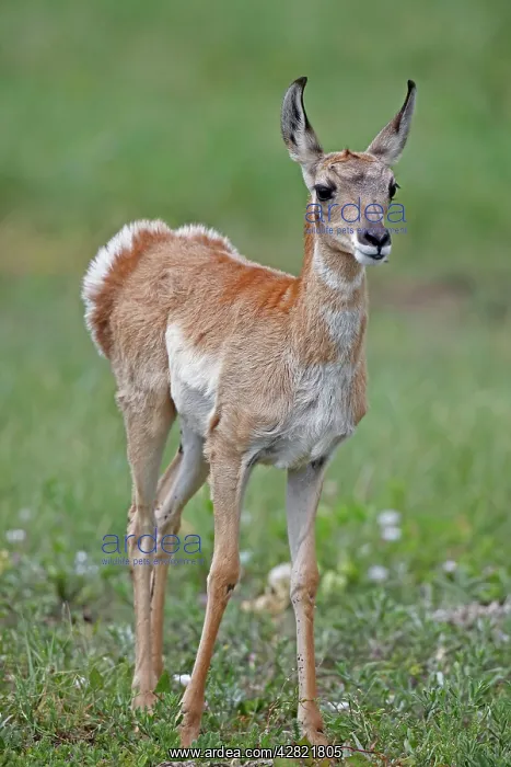 : Pronghorn / Prong Buck / Pronghorn Antelope - young : Pronghorn / Prong Buck / Pronghorn Antelope - young