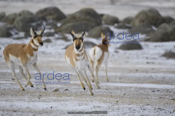 : Pronghorn in snow - Pronghorn galloping in snow : Pronghorn in snow - Pronghorn galloping in snow
