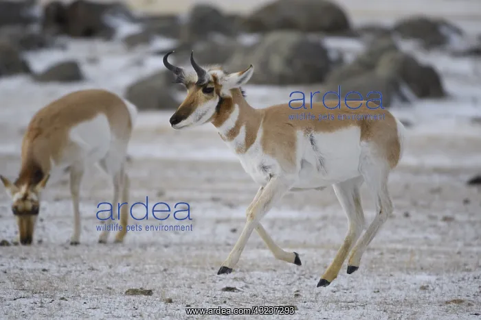 : Pronghorn in snow - Pronghorn galloping in snow : Pronghorn in snow - Pronghorn galloping in snow