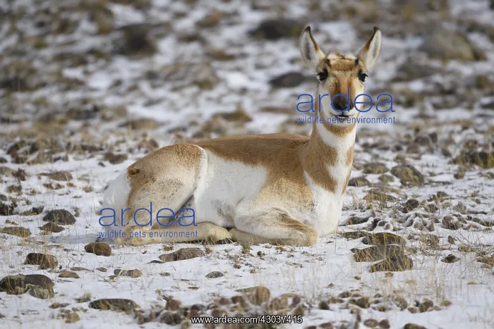 : Pronghorn in snow - Pronghorn laying in snow - Custer : Pronghorn in snow - Pronghorn laying in snow - Custer
