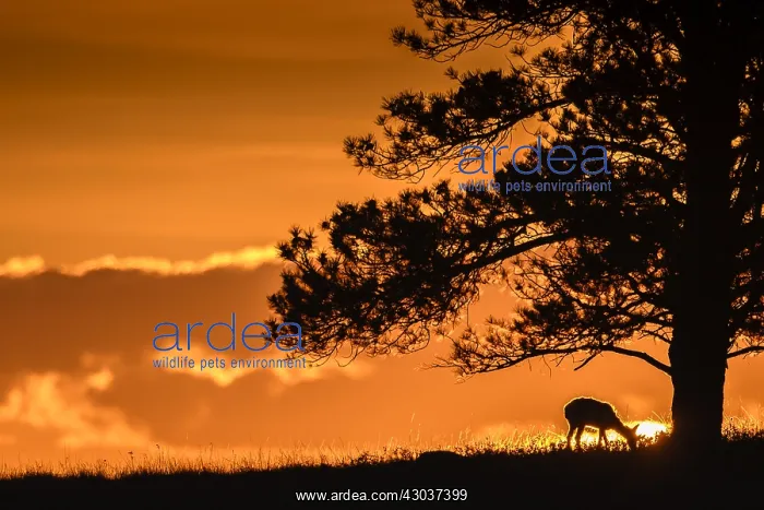 : Pronghorn at sunrise - Lone Pronghorn on a ridge : Pronghorn at sunrise - Lone Pronghorn on a ridge