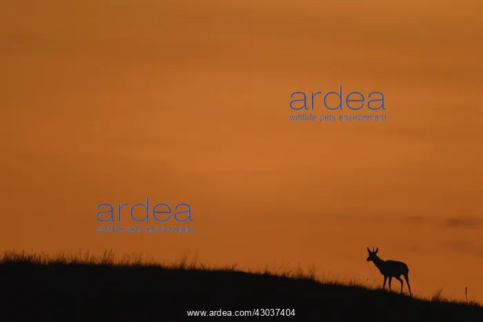 : Pronghorn at sunrise - Lone Pronghorn on a ridge : Pronghorn at sunrise - Lone Pronghorn on a ridge