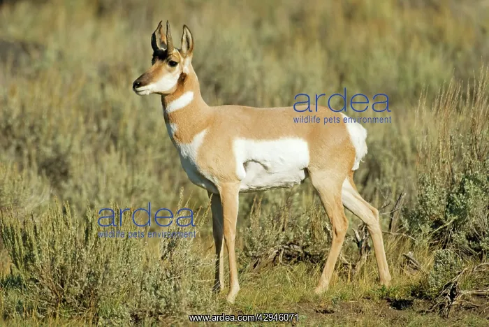 : Pronghorn - Side view standing looking left : Pronghorn - Side view standing looking left