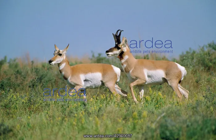 : PRONGHORN X2 RUNNING IN GRASS : PRONGHORN X2 RUNNING IN GRASS